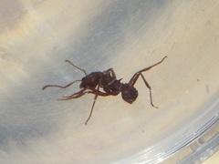 Acromyrmex versicolor