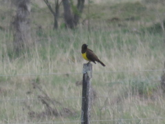 Pseudoleistes virescens