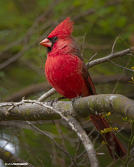 Cardinalis cardinalis igneus