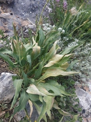 Takhtajaniantha crispa