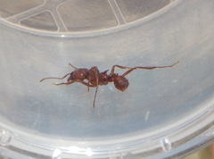Acromyrmex versicolor
