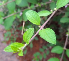 Lippia alba