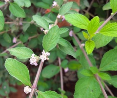 Lippia alba