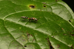 Pseudomyrmex gracilis