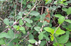 Lippia alba