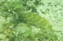 Epinephelus merra