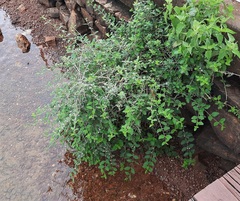 Lippia alba