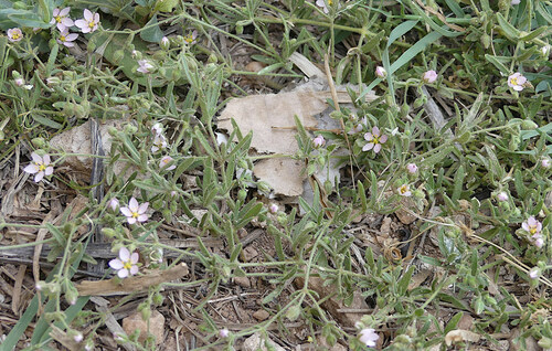 Spergularia marina image