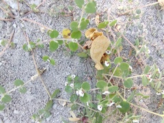 Euphorbia leucophylla