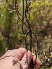 Verbena brasiliensis