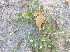 Euphorbia leucophylla