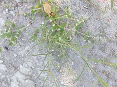 Euphorbia leucophylla