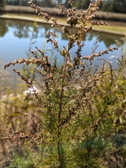 Eupatorium capillifolium