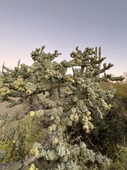 Cylindropuntia cholla