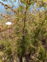 Eupatorium capillifolium