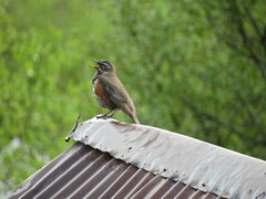 Turdus iliacus coburni