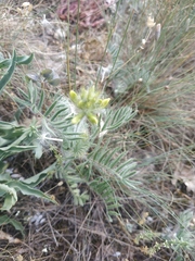 Oxytropis pilosa
