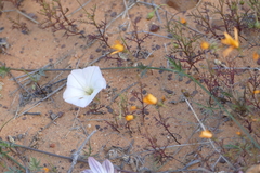 Convolvulus capensis