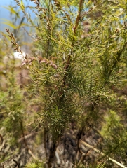 Eupatorium capillifolium