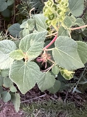 Acalypha californica