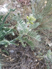 Oxytropis pilosa