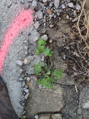 Geranium rotundifolium