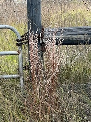 Schizachyrium littorale