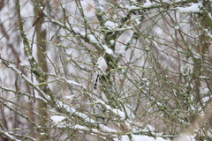 Aegithalos caudatus caudatus