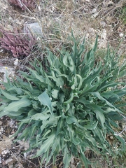 Takhtajaniantha crispa