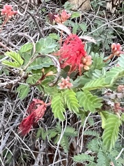 Calliandra californica