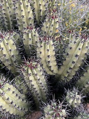 Myrtillocactus cochal