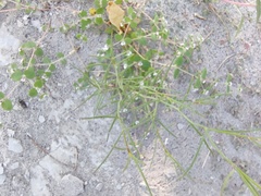 Euphorbia leucophylla