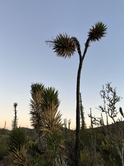 Yucca valida