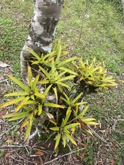 Vriesea vagans