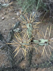 Cylindropuntia molesta