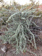 Fouquieria columnaris
