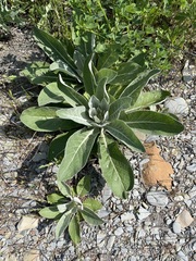 Verbascum gnaphalodes