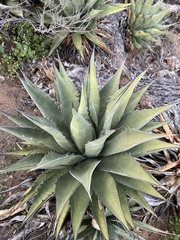 Agave shawii