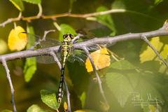 Ophiogomphus