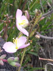 Heliophila carnosa