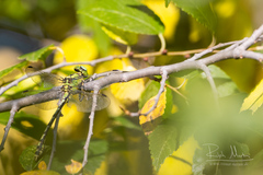 Ophiogomphus