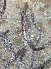 Cylindropuntia tesajo