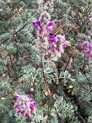 Dalea bicolor