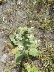 Salvia aethiopis