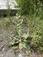 Salvia aethiopis