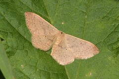 Idaea eugeniata