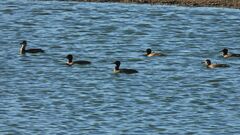 Heteronetta atricapilla