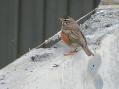 Turdus iliacus coburni