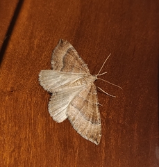 Larentia clavaria