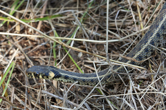 Natrix natrix moreotica